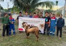 Idul Adha 1447 H, Pertamina Fuel Terminal Waingapu Salurkan 8 Ekor Hewan Kurban Idul Adha 1447 H, Pertamina Fuel Terminal Waingapu Salurkan 8 Ekor Hewan Kurban