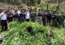 Satgas RI-PNG Yonif 734/SNS dan Satgas Gabungan TNI-Polri Bongkar Ladang Ganja di Papua